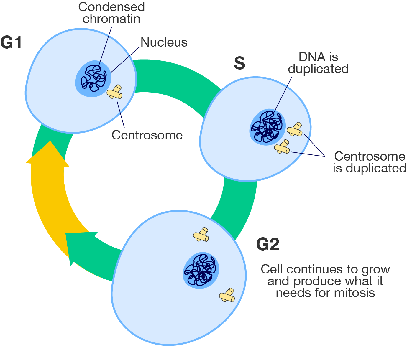 A diagram of the cell cycle with details on the three stages of interphase.